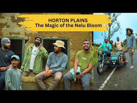 Horton Plains National Park 2025 | Nelu flower bloom | Pattipola canal | Amewela | Thotupola Kanda