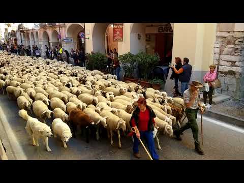 TRANSUMANZA DI PECORE CON UN IMPREVISTO : FIERA DI S. LUCA A DEMONTE (CN) 8 -10 - 2017