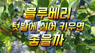 블루베리재배 텃밭에 심지마세요 텃밭용으로는 정말 힘든 나무예요 그이유가
