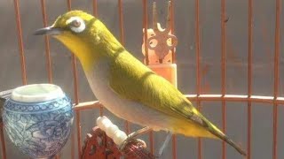 Download lagu pleci auriventer betina paling ampuh ,pleci jantan langsung buka paruh dengar ini mp3
