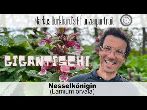 Eine GIGANTIN die dich zum STAUNEN bringt! Die Nesselkönigin - Lamium orvala