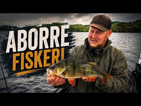 Vildt Aborre fiskeri / Perch Fishing in Denmark