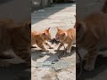 Relax This Is Mine I Caught It First Cat Mouse Shorts