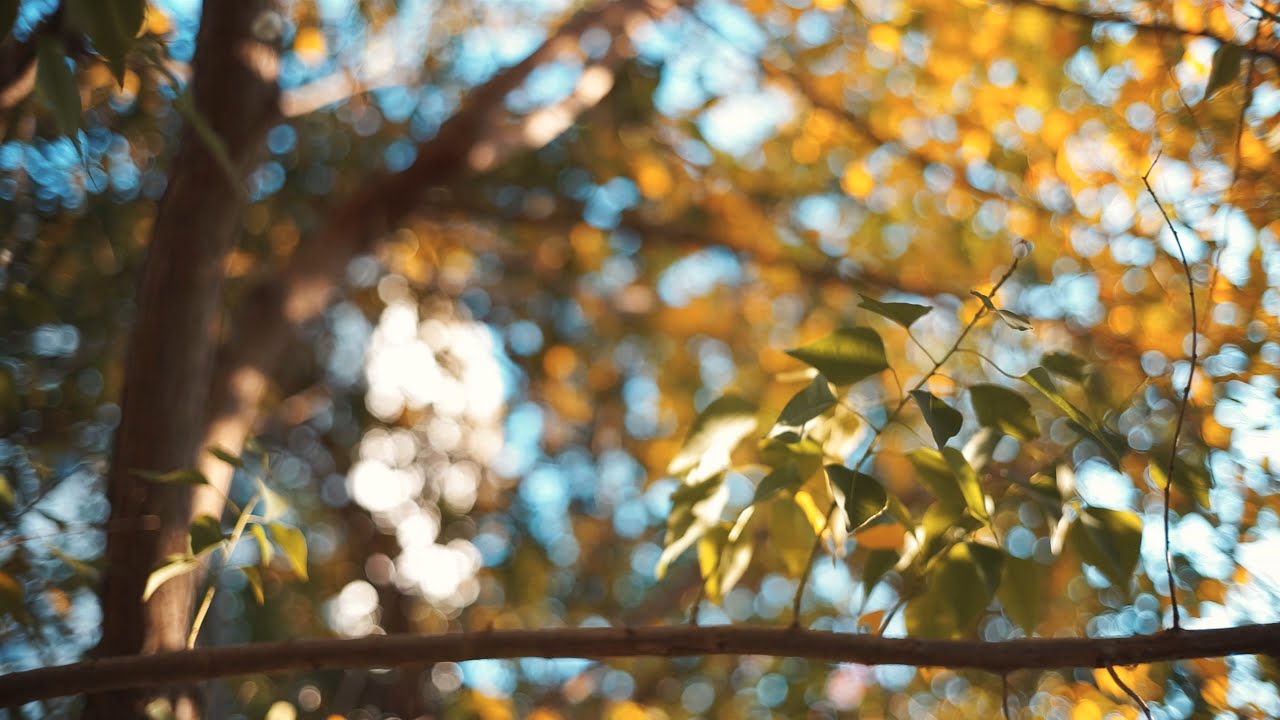 スナップ動画_Snapvideo「校舎の傍のイチョウ」