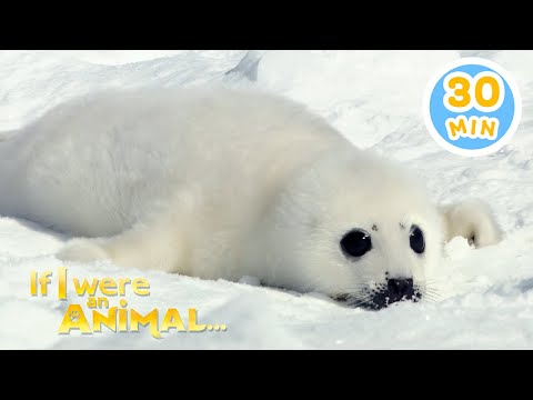 If I were a Seal | Chicky's Playhouse | Kids Cartoons Collection