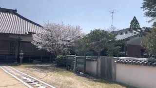 【下関市】笑山寺の桜