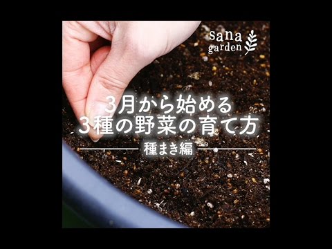 3月に庭で何をするか 掘る 分割する 多年草 ギボウシ キクカンゾウ
