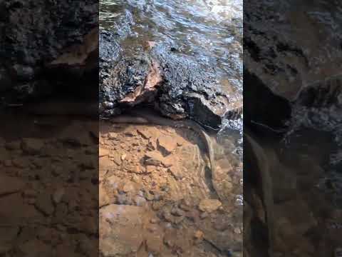 Riancho do cachimbo, Ipaumirim-CE!