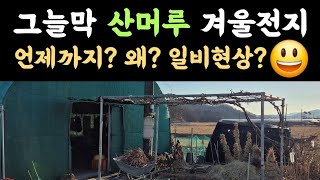 그늘막 산머루 겨울전지