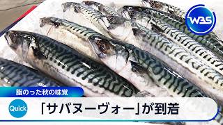 「サバヌーヴォー」が到着 脂のった秋の味覚【WBS】