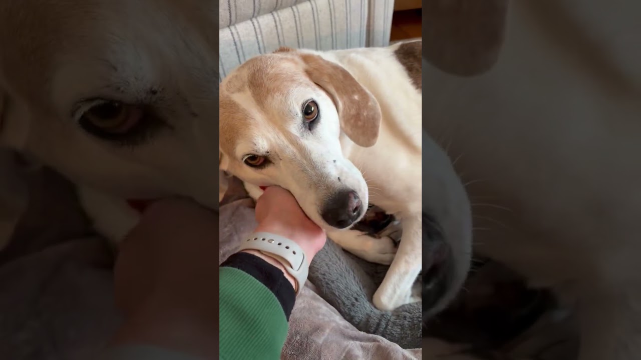 Enlarge Hazel Mae - Local lady, an adopted mixed breed in Andover, MA video 6/6