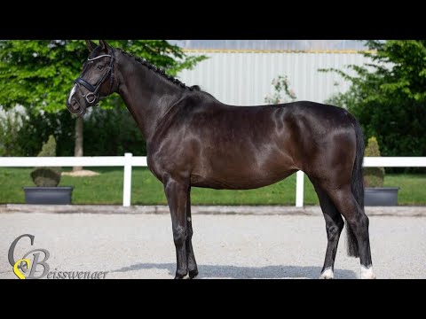 Dressurvideo Chambretta d‘espoir von Chambretto GT x Incolor