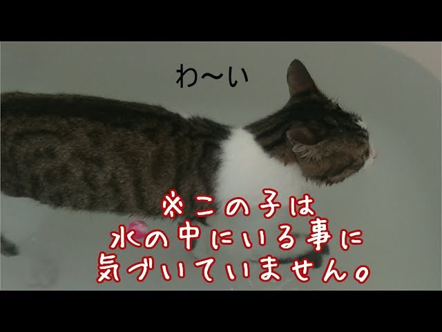 猫をお風呂に入れる適正な温度とは 適正温度は36度前後 reoblog 猫をお風呂に入れる適正な温度とは 適正温度は36度前後 reoblog