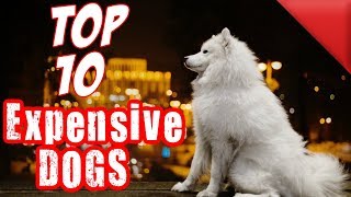 Top 10 Most Expensive Dog Breeds In the World