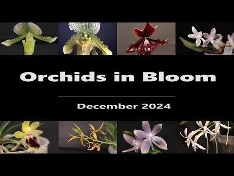 Orchids in Bloom // December 2024