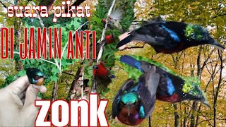 Download lagu SUARA PIKAT SEMUA BURUNG KECIL DIJAMIN ANTI ZONK mp3