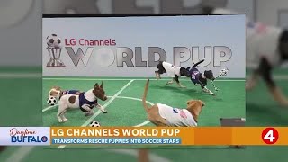 Daytime Buffalo: Buddy's Participating in LG Channels World Pup | Sponsored by Earthwise Pet Hamburg