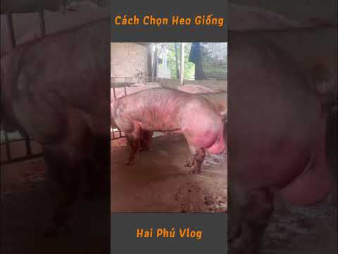 Con heo đực tới nái #shorts