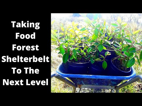 Reinforcing the sheterbelt/windscreen with elaeagnus ebbingei, the ultimate understory plant