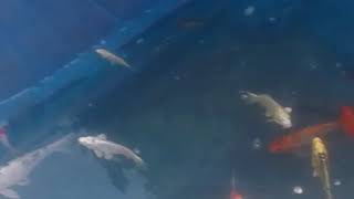 preview picture of video 'My aquarium fish Bangladesh'