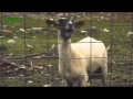 Venga Boys Goat Style Original