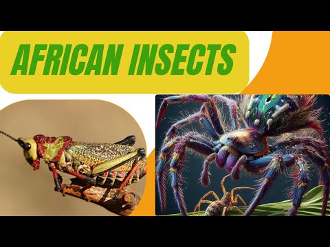 Insects of Africa: The Most Shocking and Unusual Behaviors