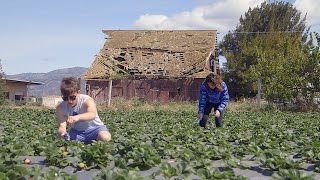 Stanford students hit the farm for Alternative Spring Break