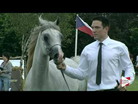 Strohen 2016 - Class 6 Yearling Colts