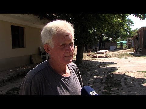 Mučne scene u Jagodnjaku – usmrćene svinje po dvorištima, a domaćini u suzama