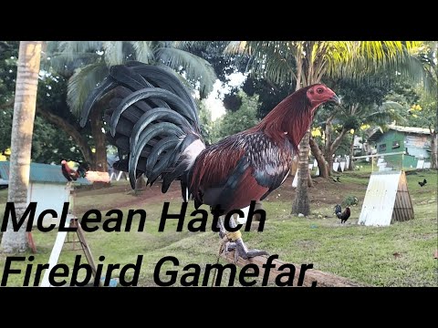 McLean Hatch Firebird Gamefarm