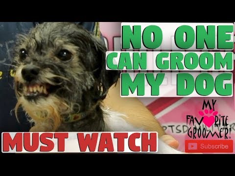 No One Can Groom My Dog