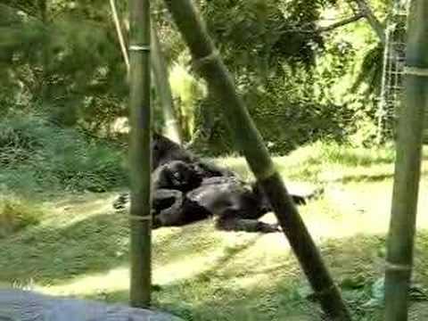 baby gibbon and orangutan