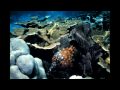 Acidic Seas KQED QUEST