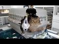 These Cats Are Born Troublemakers Watch Them Destroy Everything In Their Way