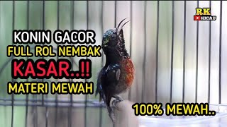 Download lagu KONIN GACOR FULL ROLL NEMBAK KASAR MATERI MEWAH CO... mp3