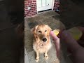 Giving My Dog A Lemon