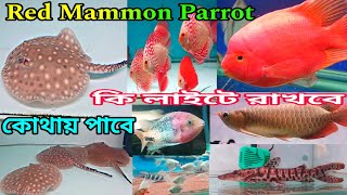 Red Mammon Parrot Arowana Discus Aquarium Fish | Babai Aquatic Khardaha | Aquarium Fish Shop | Fish 