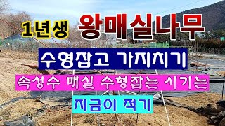 [텃밭농부 1,784]  1년생 왕매실나무. 수형 잡고 가지치는 방법 #매실재배 #매실나무 전정