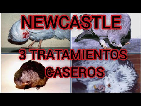 , title : 'NEWCASTLE 3 TRATAMIENTO CASERO PARA CURAR LAS GALLINAS'