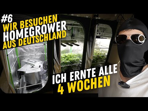 Wir besuchen Grower in ganz Deutschland – heute mit dem Perfektionisten, der alle 4 Wochen erntet #6