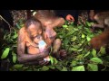 The Great Apes 3D Trailer Official Version
