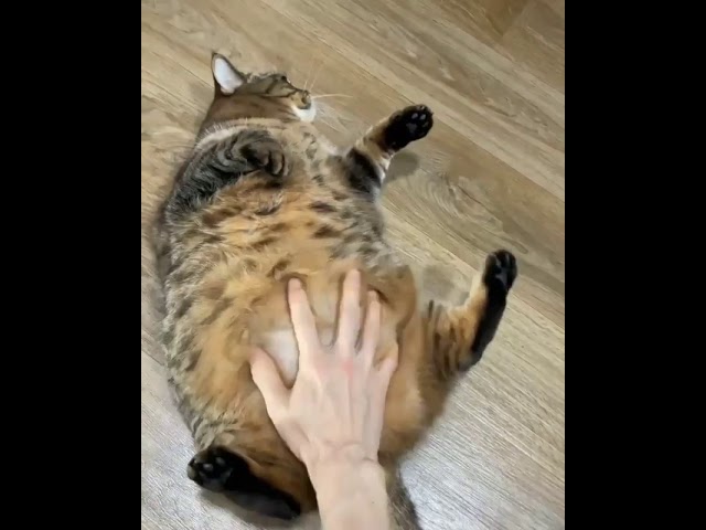 Vídeo relacionado con Alaoo Almohada de Viaje para Niños,Almohada Cuello en Forma de U Espuma Memoria,Animales Lindos Cojin de Viaje Cuello con Antifaz para Silla de Avión, Coche,Cojín de Descanso para Dormir(Gato Negro)