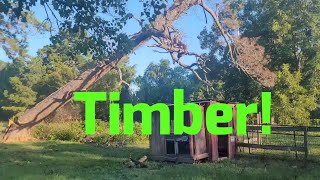 Timber!