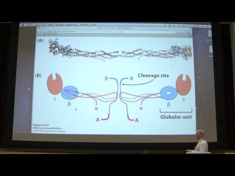 15. Kevin Ahern's Biochemistry - Blood Clotting