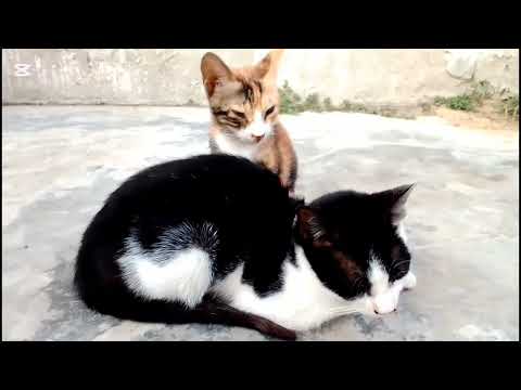 Hamare Chote Chote Videos.