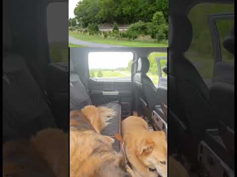 Dogs "react" to a Norfolk Southern train #csx #ns #railroad #trains #norfolksouthern #dogs