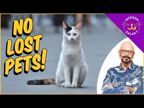 How to prevent and deal with lost pets!