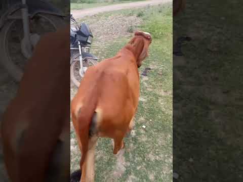 🐂 #song #music #love #garba #wiki #livestock #animals #holstein #farmanimal #bull 🐂