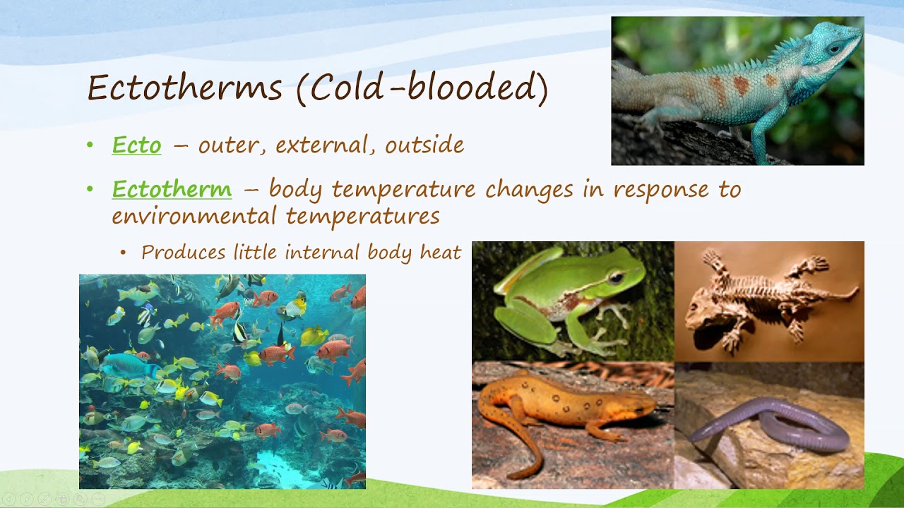Understanding Ectotherms And Endotherms The Temperature Control Of