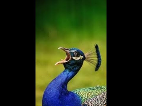 See  singing cuckoo and Peacock..